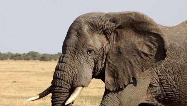 China Seizes 2,748 Elephant Tusks in Major Operation