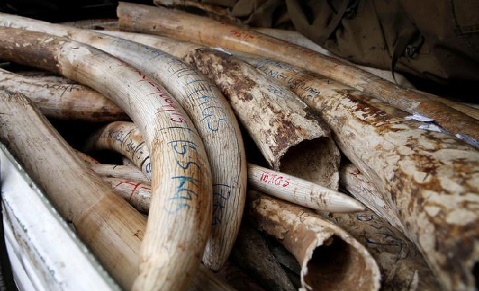 Cambodia Seizes 3.2 Tons of African ivory