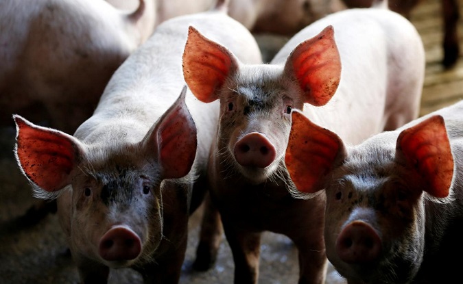 Pigs are seen standing in a pen at a farm in Carambei, Brazil September 6, 2018.