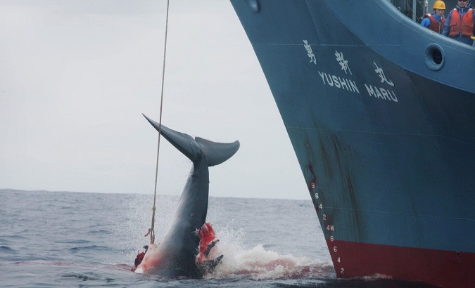 A Japanese ship injuring a whale with its first harpoon attempt in the Southern Ocean.
