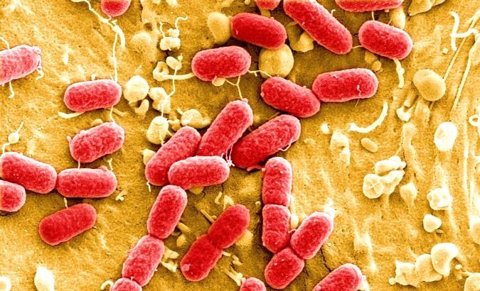 Fecal bacteria is often more resistant than other bacteria.