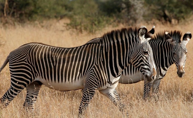 There were only 17 theories for why the zebras has stripes, now 18!