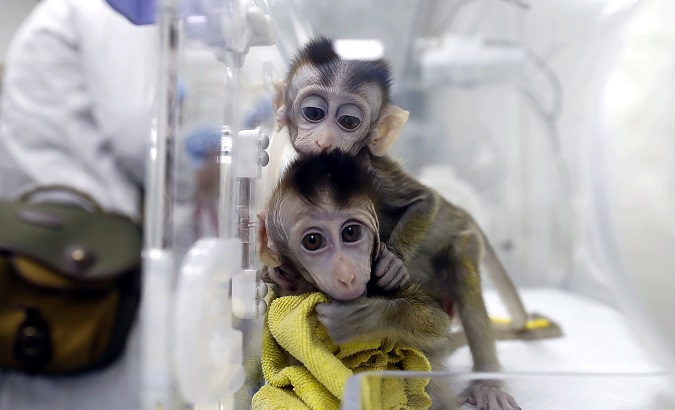 Monkeys cloned at the Institute of Neuroscience in Shanghai, China, Jan. 18, 2019.