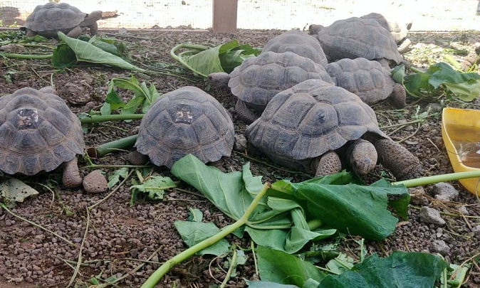 Rescued and repatriated giant tortoises from the Galapagos Islands in quarantine at the Galapagos Airforce Base. Feb. 4, 2019