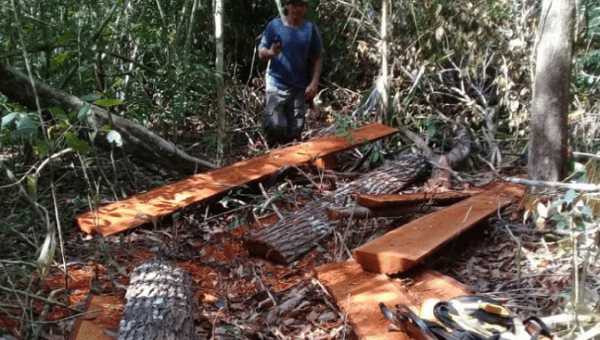 Employee from FundaEco examines remnants left by illegal loggers in the Mirador Rio Azul National Park in Peten region in Guatemala. Feb. 10 2019