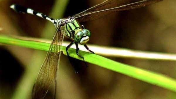 Around 40 percent of the world's insects are at risk of extinction by the end of the century.
