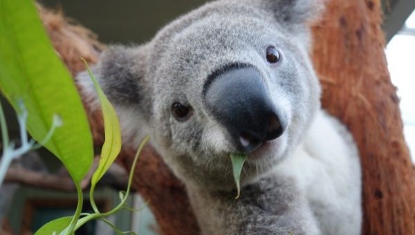 A koala sits in a tree at the Sydney Zoo, Australia, Apr. 3, 2014.