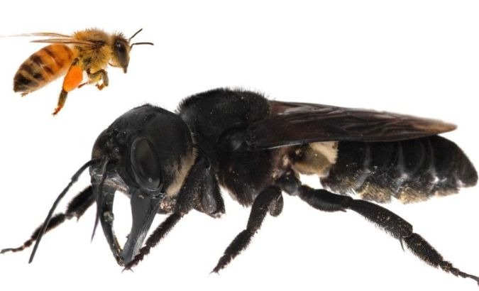 The female of Wallace’s Giant Bee (Megachile pluto) species is four times larger than a typical honey bee.