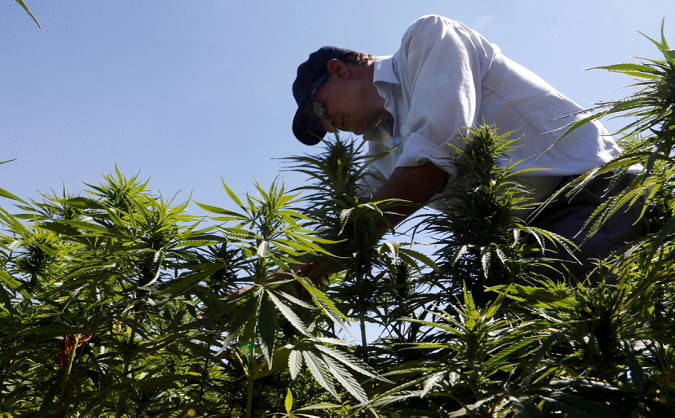 A farmer picks cannabis near Baalbek, Lebanon Aug. 13, 2018.