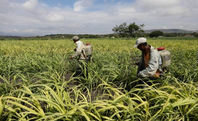 Workers spray fields in Zacatecas, Mexico. May 31, 2017