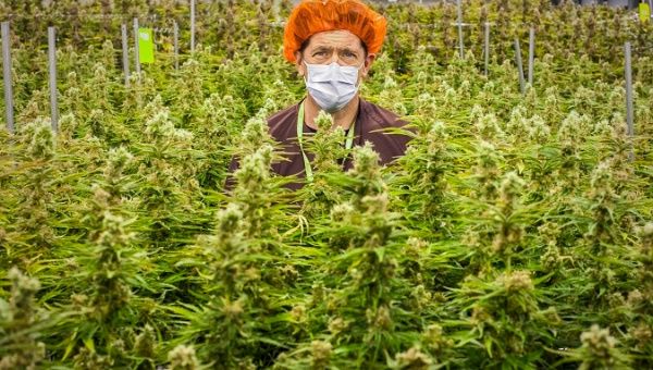MedReleaf employee poses with marijuana crop in Markham, Canada.