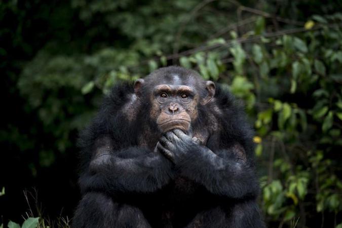 A chimpanzee named Samantha waits for her daily feeding at the Liberia Chimpanzee Rescue Project headquarters in Charlesville, Liberia, November 19, 2015