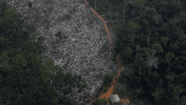 Brazil: Deforestation Data Could Cost Space Agency Chief's Job