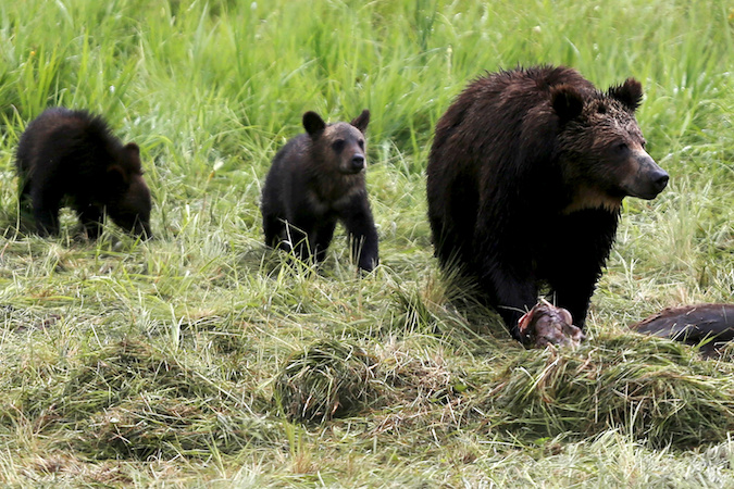 A grizzly bear and her two cubs approach the carcass of a bison in Yellowstone National Park in Wyoming, United States, July 6, 2015.