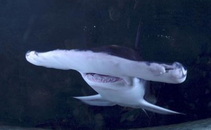 A captive shark gave birth to a pup without the benefit of sperm, the first time such a case has been documented in a shark. 2007