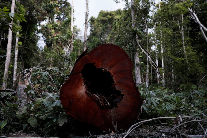 A trunk of tree recently cut illegally is pictured from the Amazon rainforest, recently cleared by loggers and farmers, before burning it near Altamira, Para state, Brazil August 28, 2019.