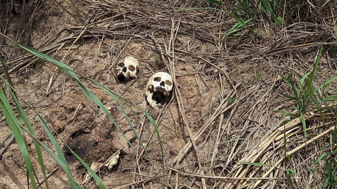 Latin America's largest mass graves are found in Colombia's Medellin.