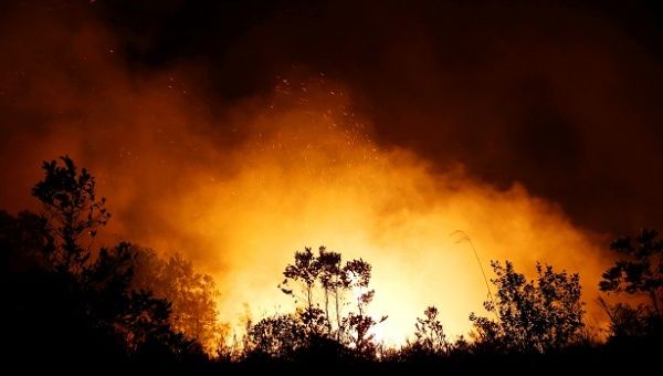 Trees and peatland are pictured during a fire in Palangka Raya, Central Kalimantan province, Indonesia, September 17, 2019.