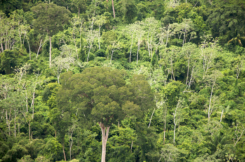 Forests in the Chiquitania of Bolivia.