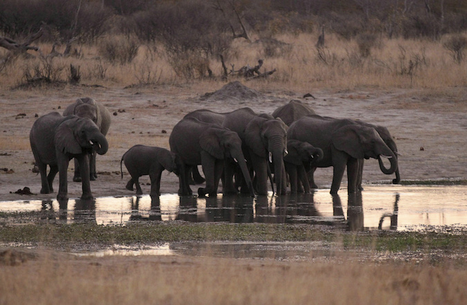 Elephants from Botswana are crossing over too to look for scarce water.