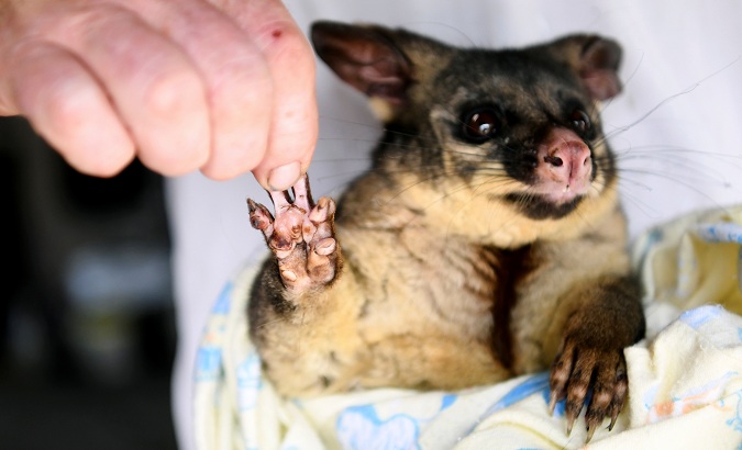 A burnt paw of a brushtail possum is pictured as it is nursed by WIRES volunteers in Merimbula, Australia January 9, 2020.
