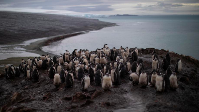 A colony of chinstrap penguins stand on Snow Island, Antarctica, January 31, 2020.