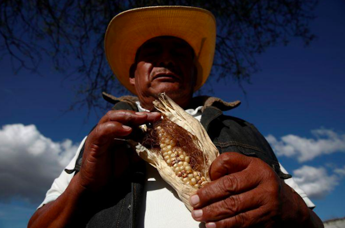 Porfirio Garcia shows rotten corn in Tepeteopan, state of Puebla, Mexico, Jan. 16, 2020.