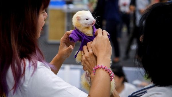 Women dress a ferret in a robe at the Pet Expo in Bangkok, Thailand, May 30, 2019.
