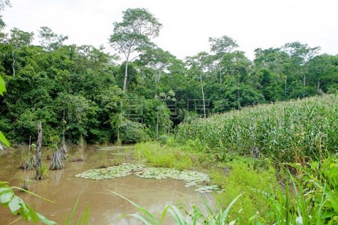 Around 100 isolated groups live in Brazil’s Amazon with 16 of them in the same reserve in the Javari Valley.