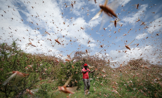 Countries across East Africa are battling the worst locust outbreak in decades.