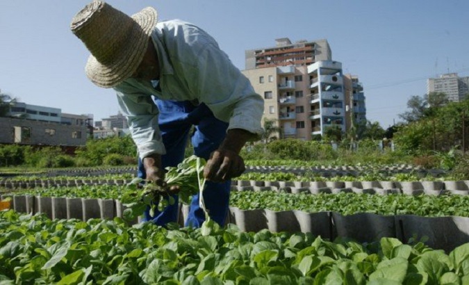 Urban agriculture producer, Cuba.