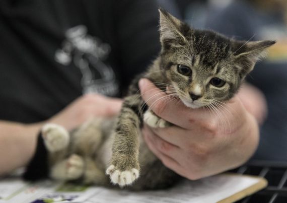 A kitty is about to be adopted at the Mega Adoption event in Houston, Texas, the United States, on Nov. 10, 2019.
