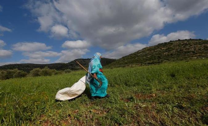 A woman collects grass by hand on her farm in Al-Sawiya village, West Bank, Palestine, April 29, 2020.
