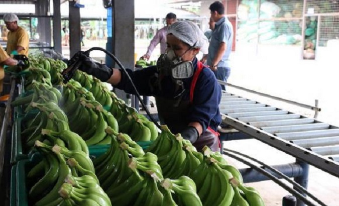 Worker in a banana plantation, Ecuador, 2020.