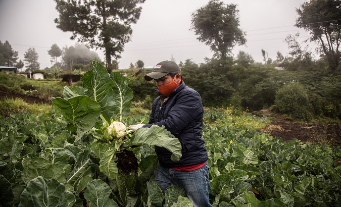 A farmer checks his cabbage crop in Tejutla, Guatemala. September 9, 2020.