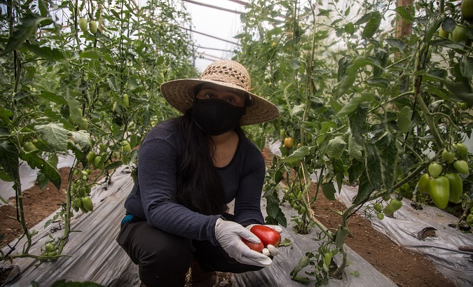 Guatemalan farmer harvests tomatoes in Quipambe community, San Marcos department, Guatemala. August 26, 2020.