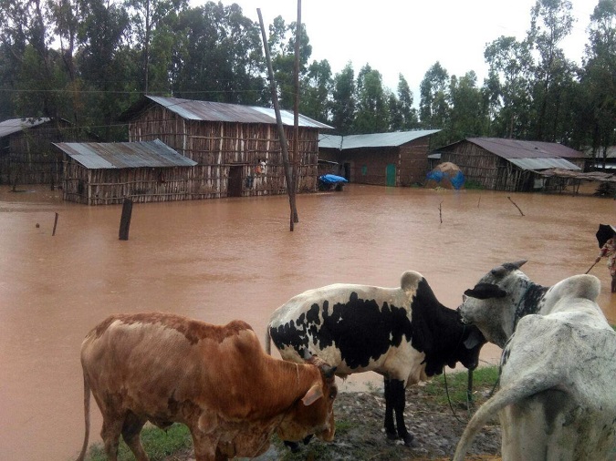 The floodings have killed over 21.000 domestic animals.