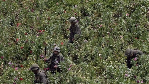 Police officials at an illicit crop in Tuquerres, Colombia, July 6, 2007.