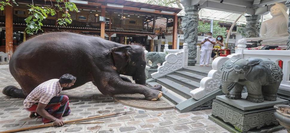 A man and his elephant pray in the Gangaramaya temple, Colombo, Sri Lanka, Jan. 1, 2020.