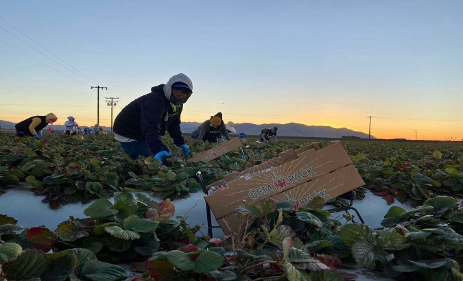 Migrant workers collect strawberries' harvest, California, U.S., Jan. 24, 2021.
