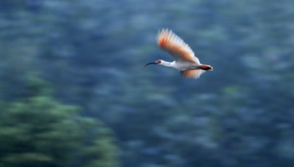 Photo taken on Aug. 2, 2020 shows a crested ibis flying in Yangxian County, northwest China's Shaanxi Province. 