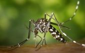 An Asian tiger mosquito that transmits dengue and yellow fever.