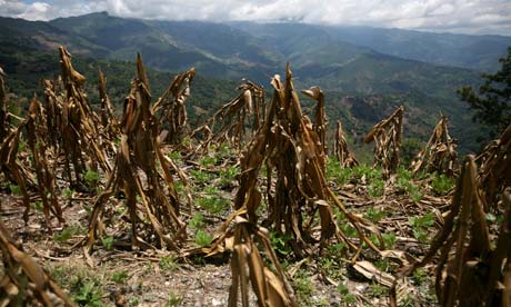 A view of corn crop ruined by past drought, in Baja Verapaz, Guatemala. (Photo: Reuters)