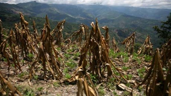 A view of corn crop ruined by past drought, in Baja Verapaz, Guatemala. (Photo: Reuters)