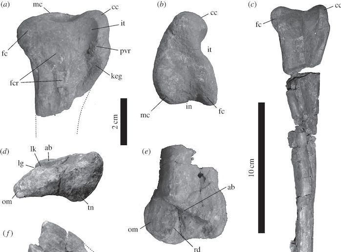 Some of the dinosaur rests discovered in Venezuela (Photo: Royal Society Open Science)