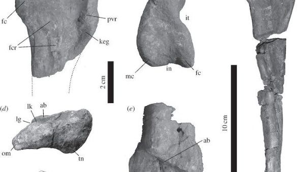 Some of the dinosaur rests discovered in Venezuela (Photo: Royal Society Open Science) 