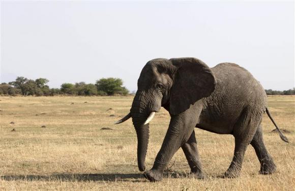 An elephant walks in Serengeti National Park August 18, 2012