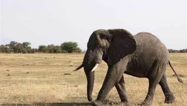 An elephant walks in Serengeti National Park August 18, 2012