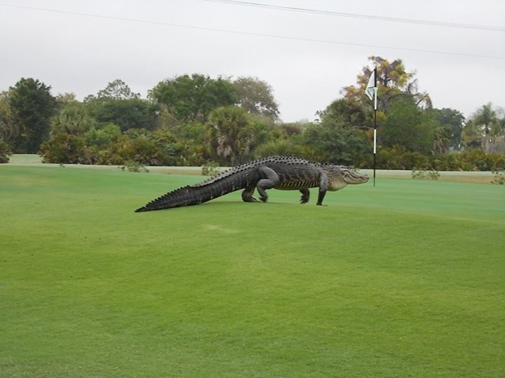 An alligator crosses ponds at the Myakka Pines Golf Club