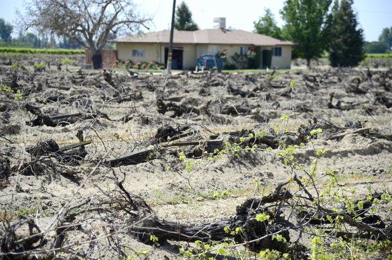 A plowed up grape vineyard is pictured near Fresno, California, USA, 10 April 2015 in the Central Valley.